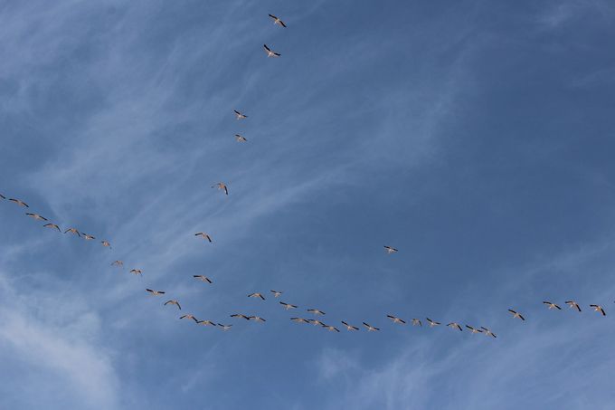 Pelikaanit. Kuva Auli Nissinen