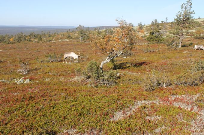 Porouroolla oli rykimisaika. Piti olla varovainen.